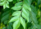 கருவேப்பிலை  துவையல் செய்வது  எப்படி