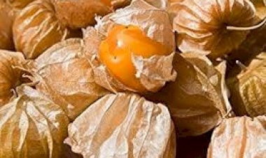 சொடக்கு தக்காளியை  தினமும் சாப்பிட்டு வந்தால்..