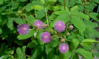 இதை பயன் படுத்தினால் முகப்பரு சரியாகுமா...