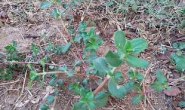 மாதவிடாய்க் கோளாறு நீக்கும்  நாட்டு வைத்தியம்