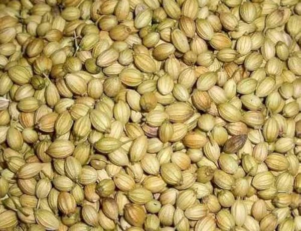 காய்ந்த மல்லியை தண்ணிரில் கலந்து அருந்துவதால் என்ன நன்மை...?